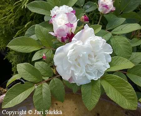 Rosa Rugosa-Ryhm 'Louise Bugnet', tarhakurtturuusu